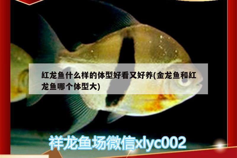 加熱棒費電嗎魚缸用電嗎(魚缸里的加熱棒耗電嗎) 銀龍魚 第3張