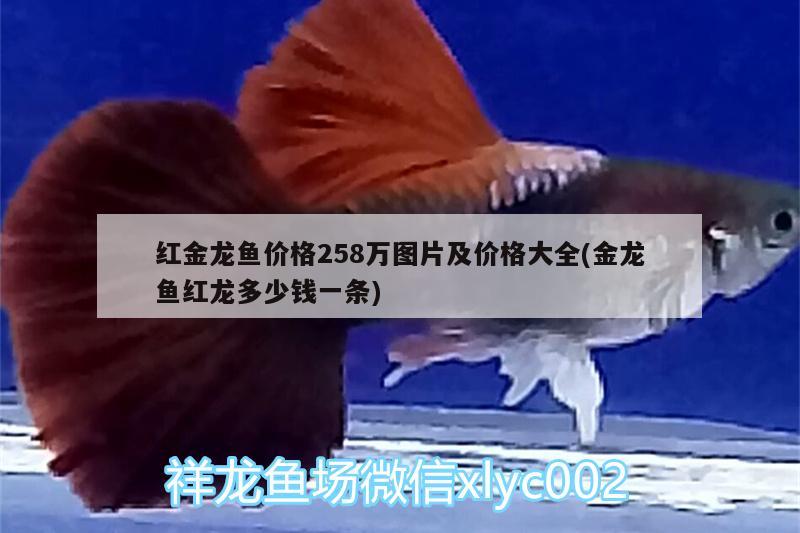 紅金龍魚價格258萬圖片及價格大全(金龍魚紅龍多少錢一條) 斑馬鴨嘴魚苗