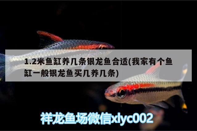 1.2米魚缸養(yǎng)幾條銀龍魚合適(我家有個魚缸一般銀龍魚買幾養(yǎng)幾條) 銀龍魚