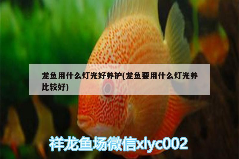 龍魚用什么燈光好養(yǎng)護(hù)(龍魚要用什么燈光養(yǎng)比較好)