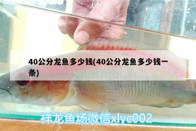 40公分龍魚多少錢(40公分龍魚多少錢一條) 短身紅龍魚