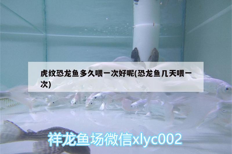 白玉金龍魚工藝品(白玉金龍魚工藝品圖片)