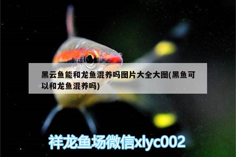 黑云魚能和龍魚混養(yǎng)嗎圖片大全大圖(黑魚可以和龍魚混養(yǎng)嗎) 黑云魚 第4張