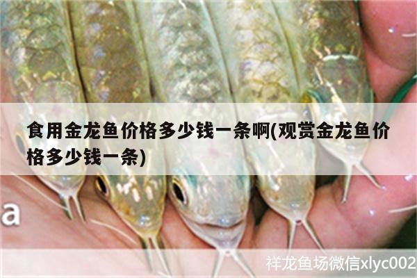 虎紋恐龍王魚能和龍魚混養(yǎng)嘛圖片視頻(恐龍王魚可以混養(yǎng)嗎)