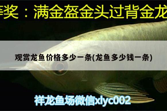 金龍魚魚膠膠質(zhì)怎樣形成的(金龍魚膠圖片) 短身紅龍魚 第4張