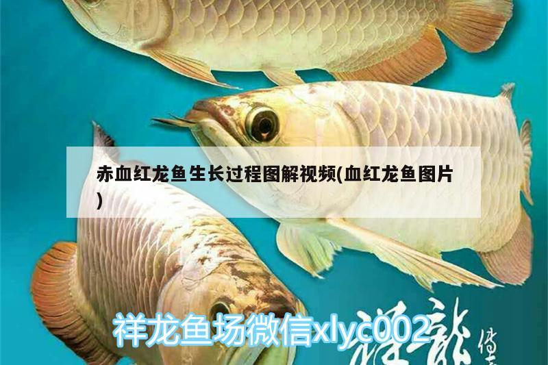 赤血紅龍魚生長(zhǎng)過程圖解視頻(血紅龍魚圖片) 龍魚專用燈