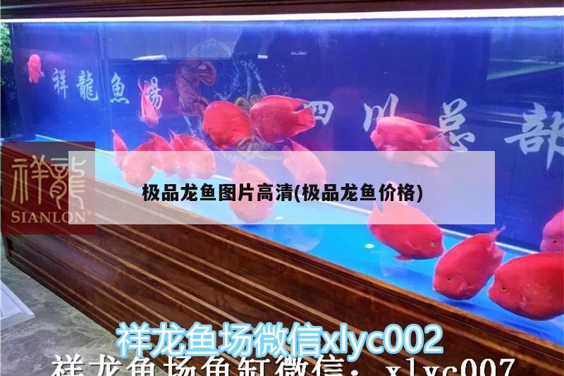 極品龍魚圖片高清(極品龍魚價格) 巴西亞魚苗