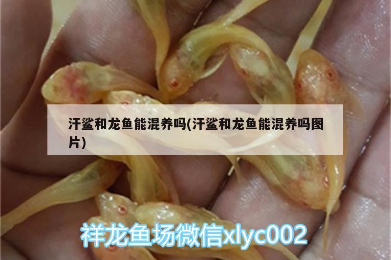 汗鯊和龍魚能混養(yǎng)嗎(汗鯊和龍魚能混養(yǎng)嗎圖片) 白子黃化銀龍魚