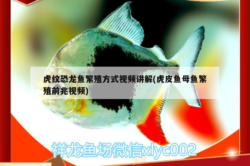 虎紋恐龍魚(yú)繁殖方式視頻講解(虎皮魚(yú)母魚(yú)繁殖前兆視頻) 魚(yú)缸百科