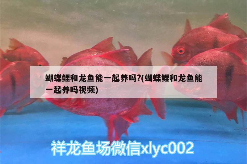 蝴蝶鯉和龍魚能一起養(yǎng)嗎?(蝴蝶鯉和龍魚能一起養(yǎng)嗎視頻)