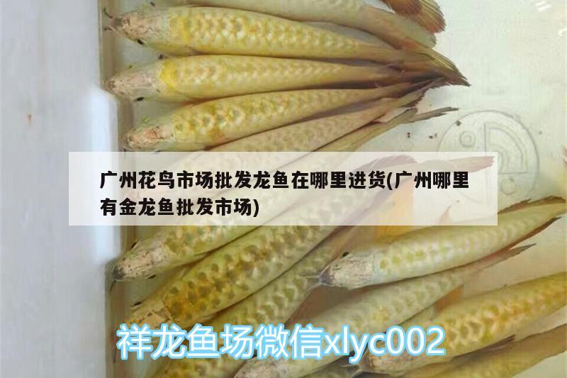 廣州花鳥市場批發(fā)龍魚在哪里進貨(廣州哪里有金龍魚批發(fā)市場) 龍魚批發(fā)