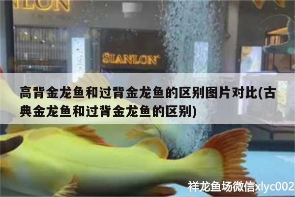 紅龍魚換水后不吃東西怎么回事(紅龍魚換水后不吃東西怎么回事呀)