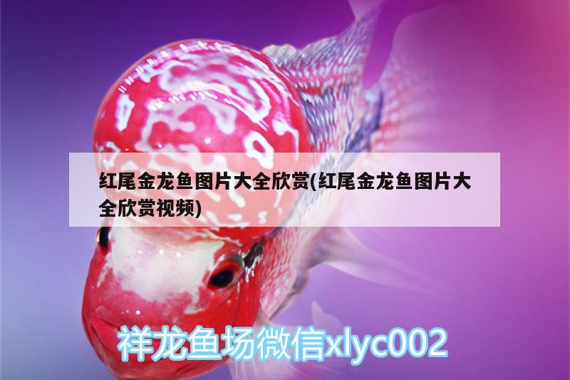 訂做魚缸廠家價格 專業(yè)定做魚缸廠家