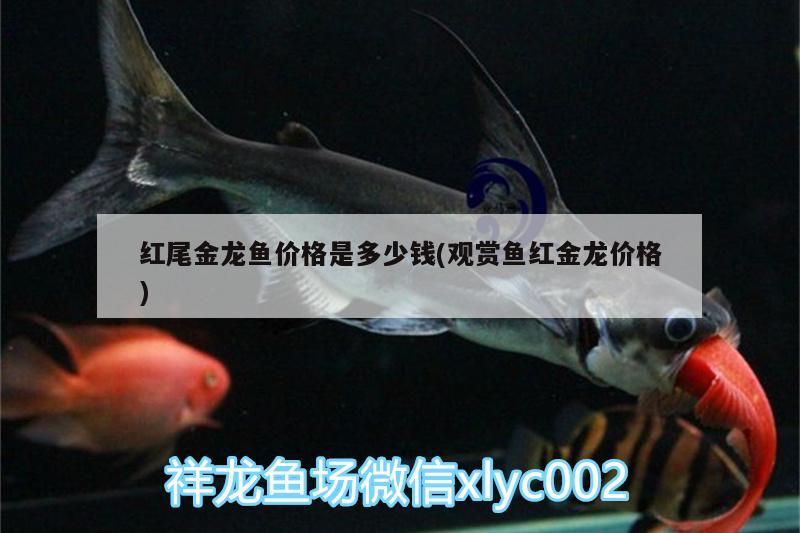 紅尾金龍魚價(jià)格是多少錢(觀賞魚紅金龍價(jià)格) 龍魚百科