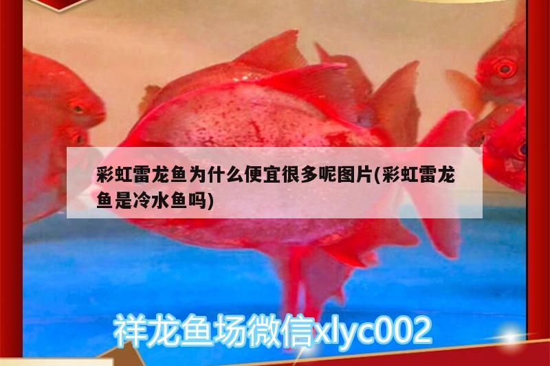 彩虹雷龍魚為什么便宜很多呢圖片(彩虹雷龍魚是冷水魚嗎)