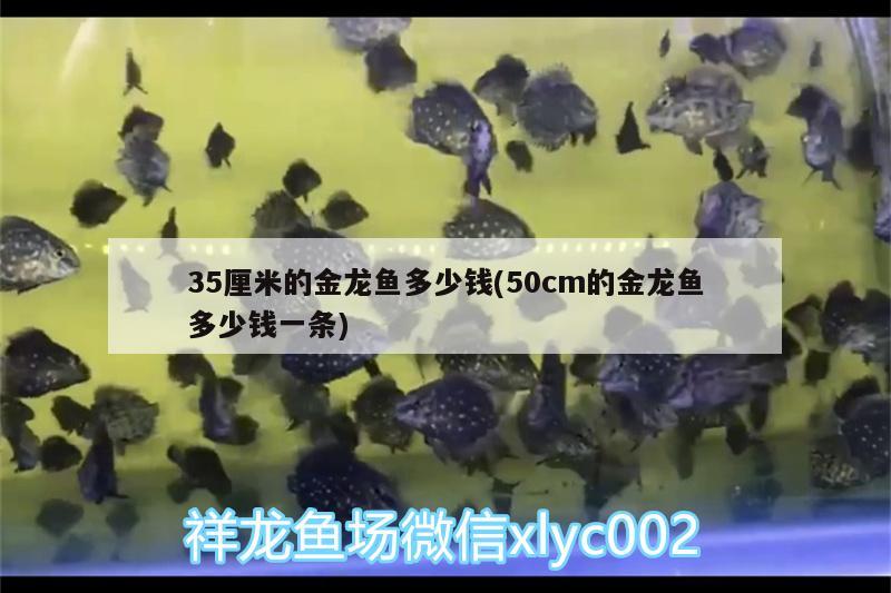 35厘米的金龍魚多少錢(50cm的金龍魚多少錢一條) 養(yǎng)魚知識