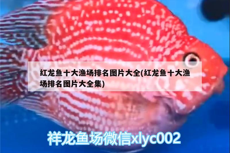 波西亞時光水晶魚缸可以放多少條魚波西亞時光魚缸放幾條魚（《波西亞時光》波西亞時光水晶魚缸可以放多少條魚） 廣州祥龍國際水族貿易 第3張