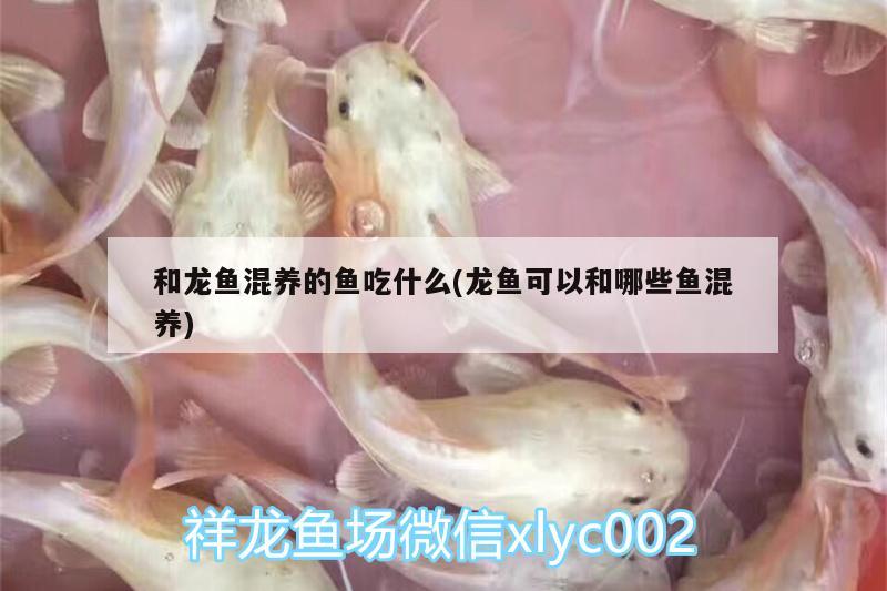 和龍魚混養(yǎng)的魚吃什么(龍魚可以和哪些魚混養(yǎng)) 赤荔鳳冠魚