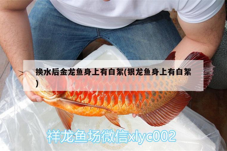 換水后金龍魚身上有白絮(銀龍魚身上有白絮) 銀龍魚