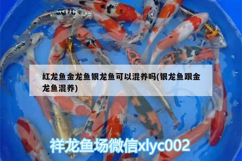 紅龍魚金龍魚銀龍魚可以混養(yǎng)嗎(銀龍魚跟金龍魚混養(yǎng)) 銀龍魚百科