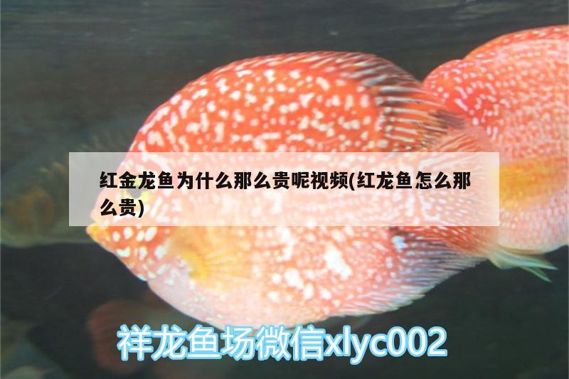 紅金龍魚為什么那么貴呢視頻(紅龍魚怎么那么貴) 錦鯉魚