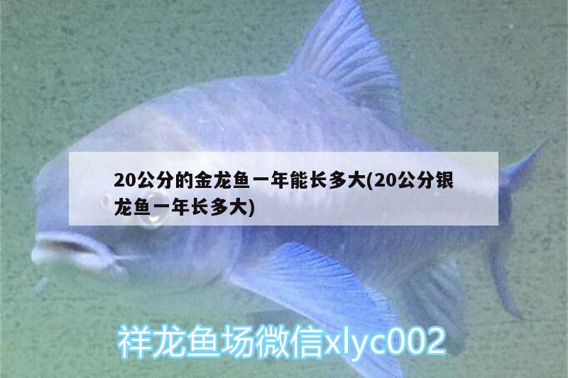 紅龍魚養(yǎng)殖場怎么樣(國內有龍魚養(yǎng)殖場嗎) 翡翠鳳凰魚