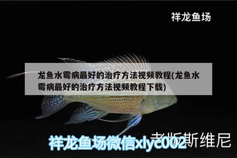 蝴蝶鯉和龍魚混養(yǎng)視頻播放(蝴蝶鯉和龍魚混養(yǎng)視頻播放)