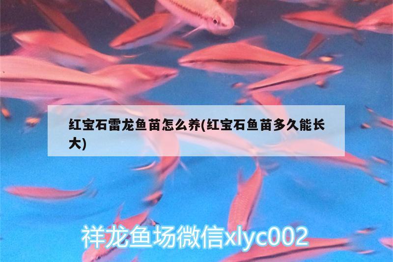 紅寶石雷龍魚苗怎么養(yǎng)(紅寶石魚苗多久能長(zhǎng)大)