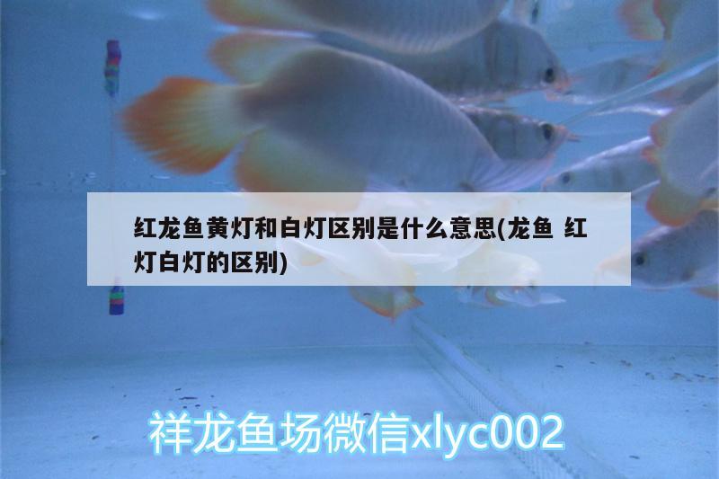 紅龍魚黃燈和白燈區(qū)別是什么意思(龍魚紅燈白燈的區(qū)別)