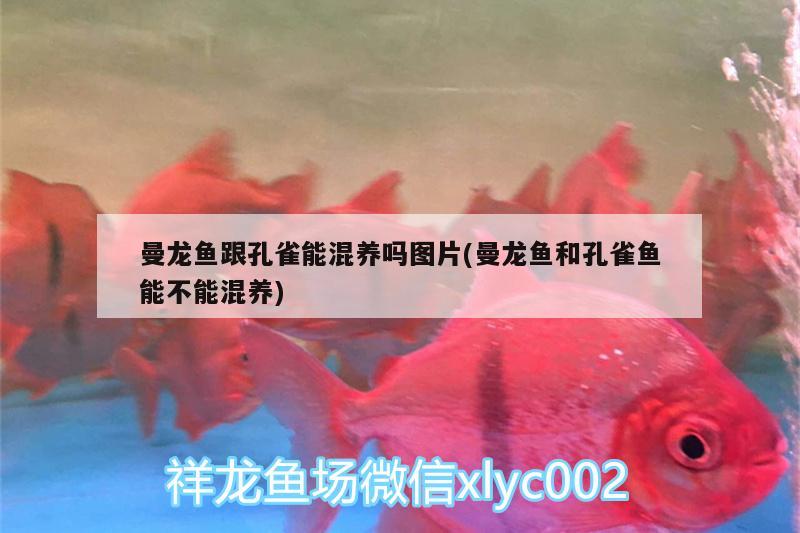 富源古敢水族鄉(xiāng)小胡百貨店——傳承水族文化，云南富源古敢水族鄉(xiāng)小胡百貨店——傳承水族文化 全國(guó)水族館企業(yè)名錄 第1張