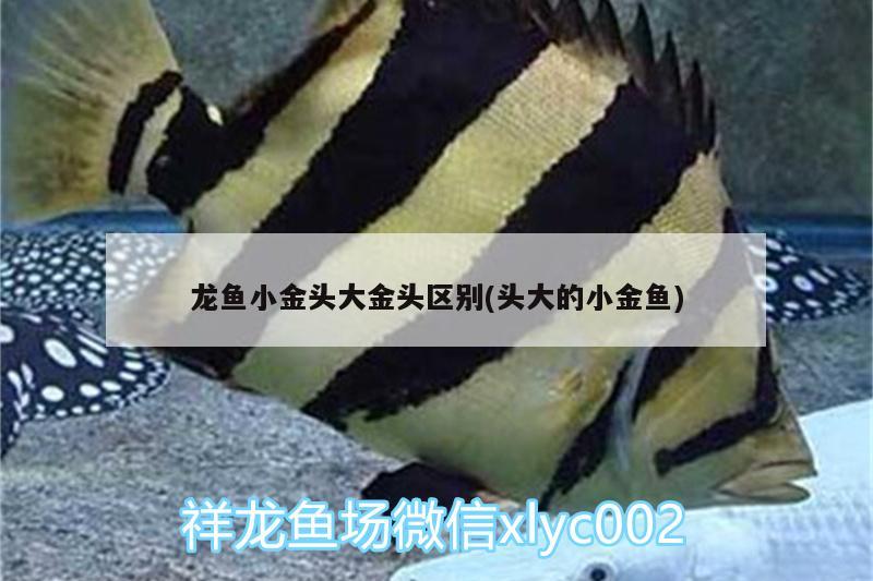 吉安縣水族魚缸廠家聯(lián)系電話：尋找高品質(zhì)水族魚缸的首選，吉安縣水族魚缸廠家聯(lián)系電話：尋找高品質(zhì)水族魚缸的首選