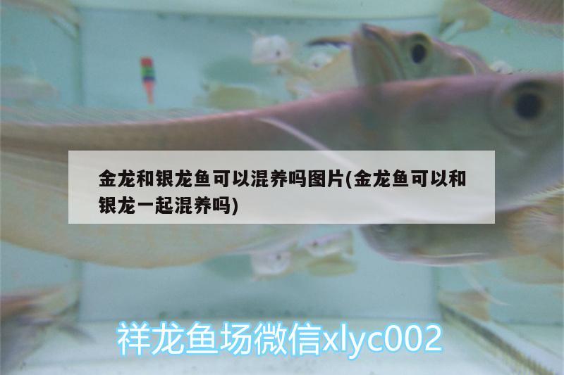 黑云魚(yú)和龍魚(yú)混養(yǎng)好不好看（關(guān)于黃帝、炎帝、蚩尤的問(wèn)題）