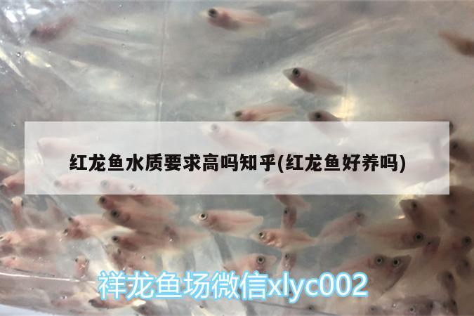 紅龍魚水質(zhì)要求高嗎知乎(紅龍魚好養(yǎng)嗎) 銀古魚苗