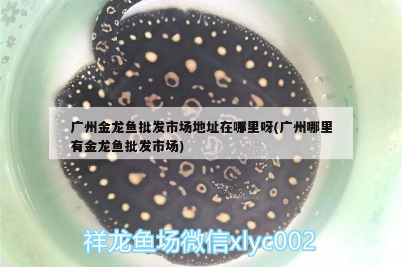 六角龍魚水深50公分可以嗎（ 六角龍魚水深多少合適）