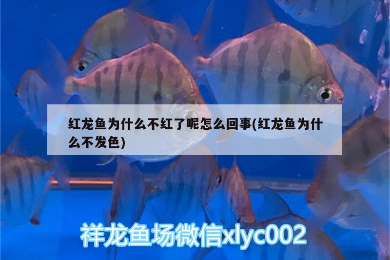 礦泉水瓶自制魚缸過濾器巧改造成魚缸的小竅門第一步，塑料瓶子做魚缸過濾 福魟魟魚 第3張