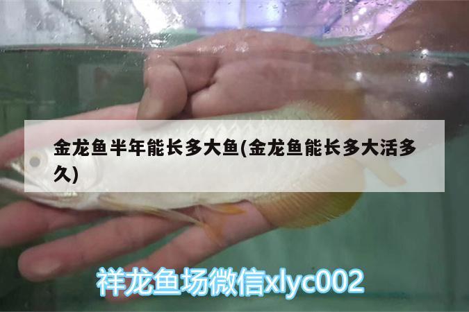 龍魚適合水溫多少度喂食呢(龍魚水溫控制多少合適) 魚缸等水族設(shè)備