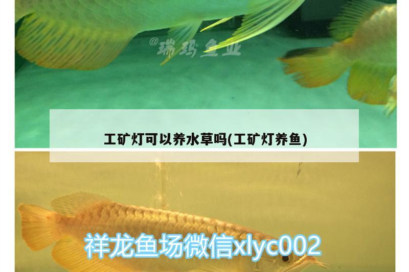 工礦燈可以養(yǎng)水草嗎(工礦燈養(yǎng)魚)