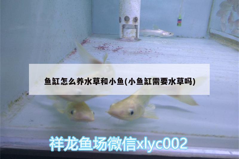 魚缸怎么養(yǎng)水草和小魚(小魚缸需要水草嗎) 水草