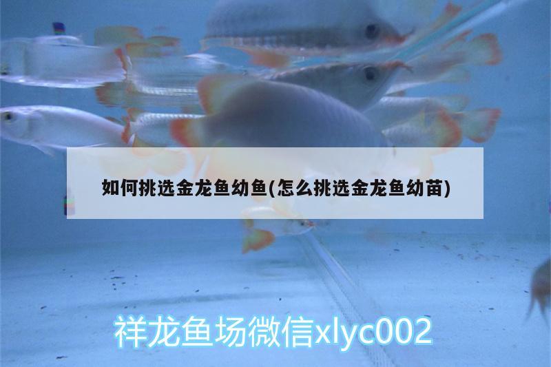 如何挑選金龍魚幼魚(怎么挑選金龍魚幼苗) 除藻劑