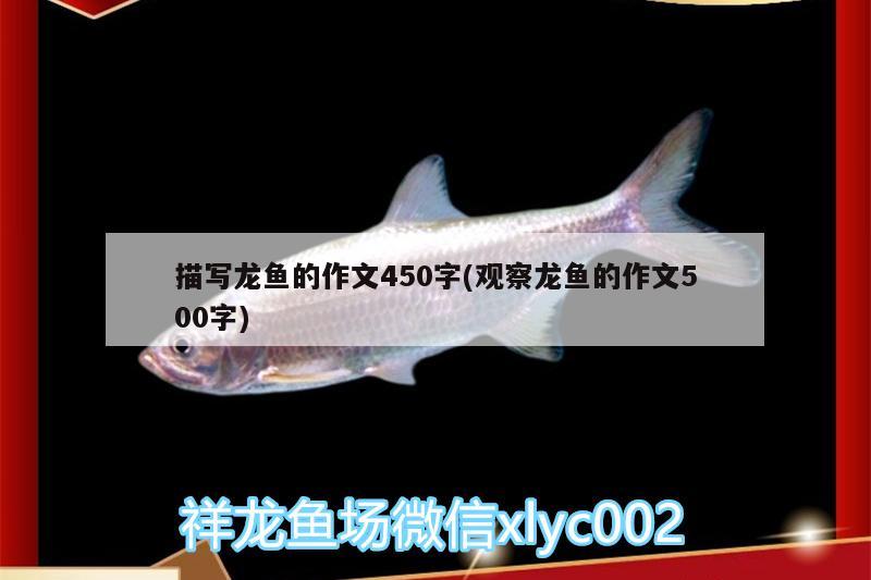 描寫龍魚的作文450字(觀察龍魚的作文500字)