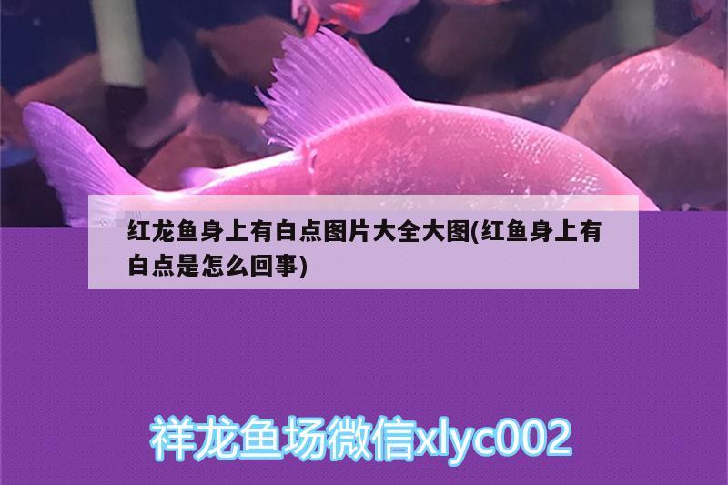 礦泉水瓶自制魚缸過濾器巧改造成魚缸的小竅門第一步，塑料瓶子做魚缸過濾 福魟魟魚 第2張