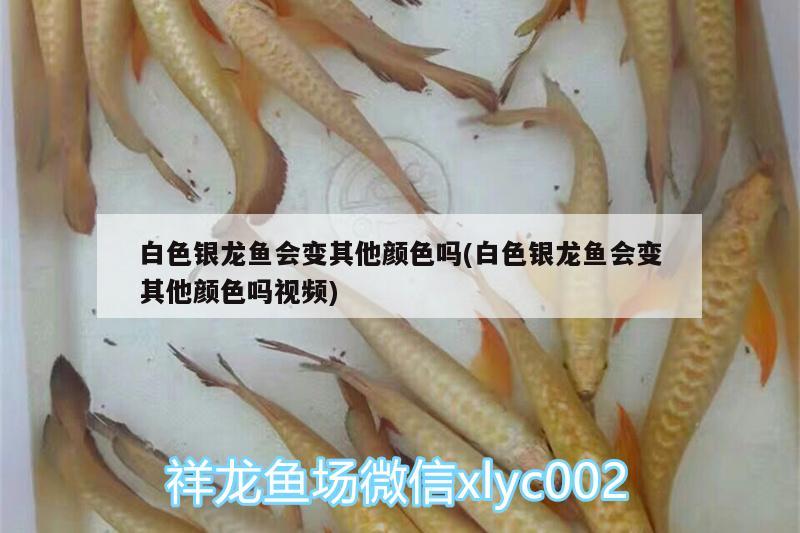 白色銀龍魚(yú)會(huì)變其他顏色嗎(白色銀龍魚(yú)會(huì)變其他顏色嗎視頻) 銀龍魚(yú)百科