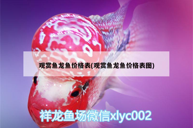 觀賞魚龍魚價格表(觀賞魚龍魚價格表圖) 七彩神仙魚