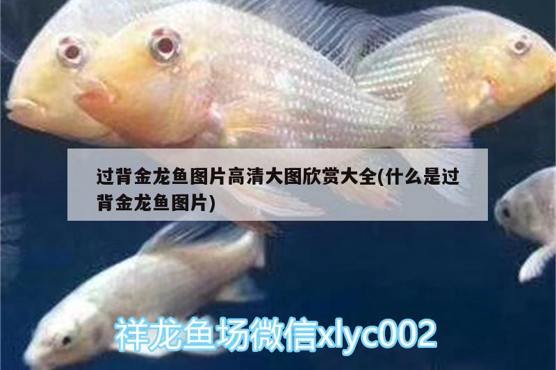 過背金龍魚圖片高清大圖欣賞大全(什么是過背金龍魚圖片) 過背金龍魚