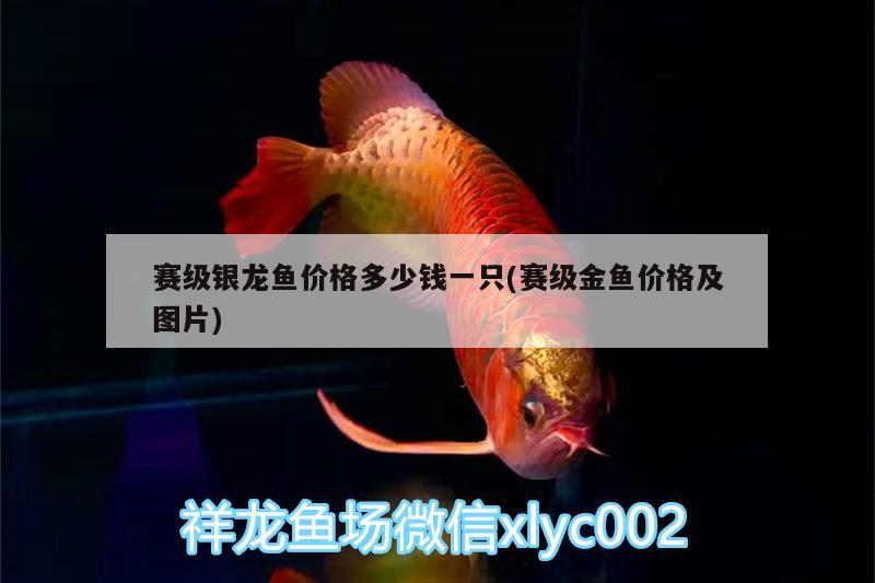 賽級銀龍魚價格多少錢一只(賽級金魚價格及圖片)