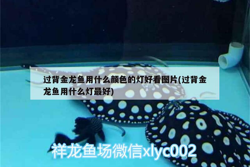 濟南萊蕪區(qū)億燕水族店：為您提供優(yōu)質(zhì)水族產(chǎn)品和專業(yè)服務(wù)（億燕水族店優(yōu)質(zhì)水族產(chǎn)品專業(yè)服務(wù)）