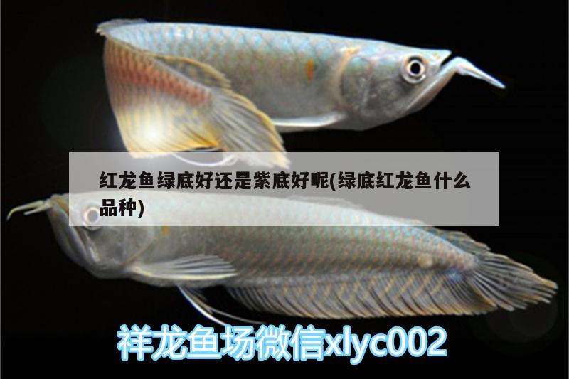 紅龍魚綠底好還是紫底好呢(綠底紅龍魚什么品種) 熊貓異形魚L46