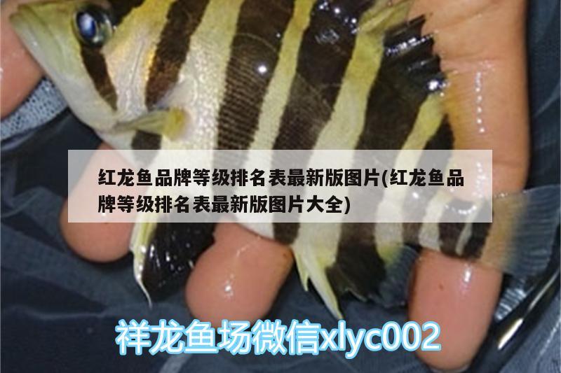 紅龍魚品牌等級排名表最新版圖片(紅龍魚品牌等級排名表最新版圖片大全) 杰西卡恐龍魚