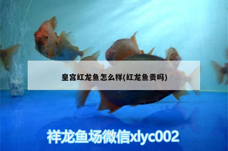 皇宮紅龍魚怎么樣(紅龍魚貴嗎) 熱帶魚魚苗批發(fā)