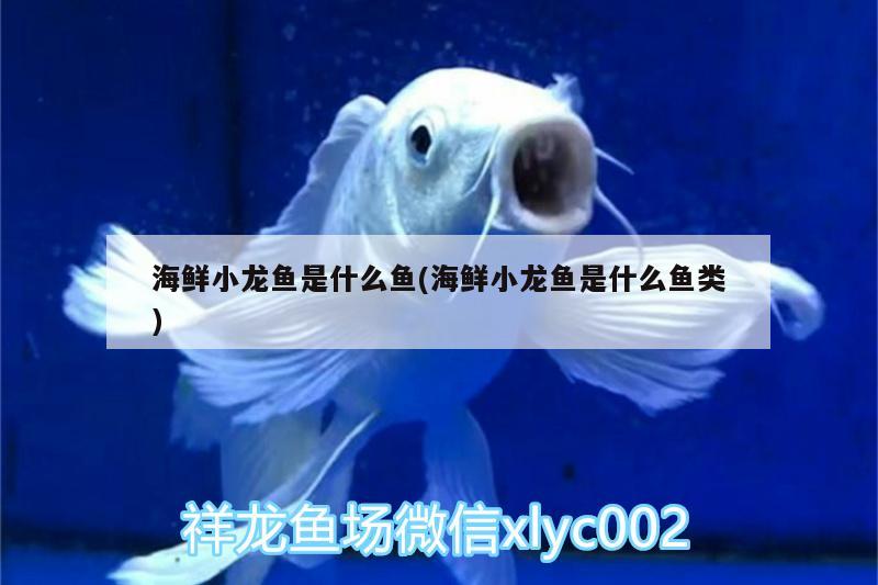 海鮮小龍魚(yú)是什么魚(yú)(海鮮小龍魚(yú)是什么魚(yú)類(lèi)) 虎魚(yú)魚(yú)苗